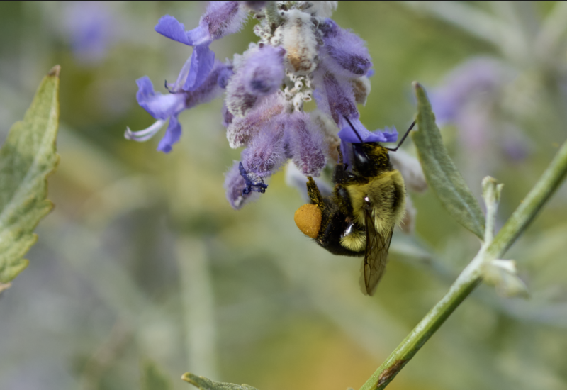 abeille tamron avec du pollen